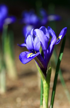 藍(lán)色花園