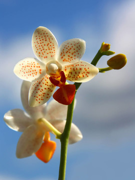 蘭花