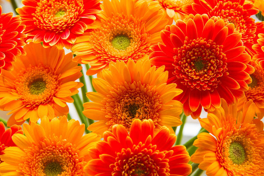 花卉
