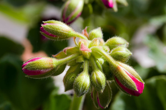丁香花蕾