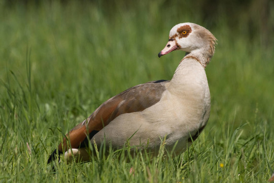 nilgans