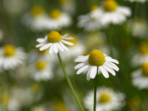 sommerwiese