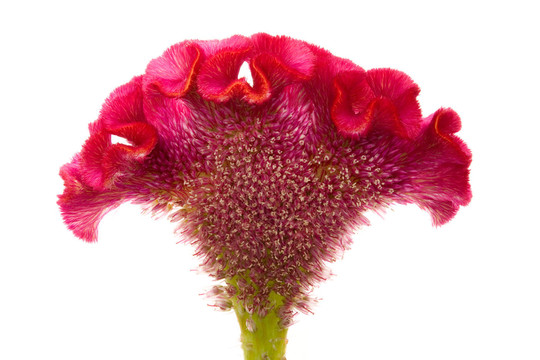 花（雞冠）