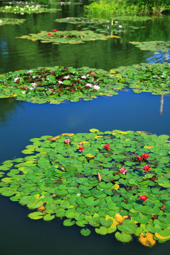 公園