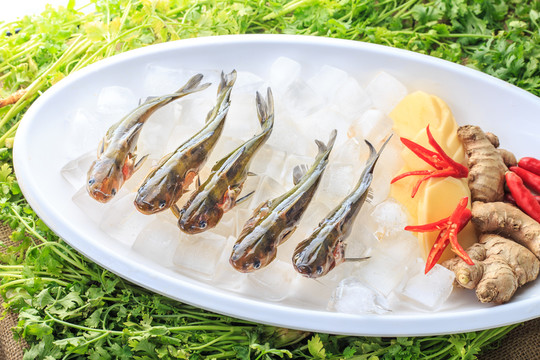 魚