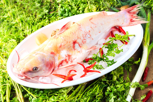 鮮魚