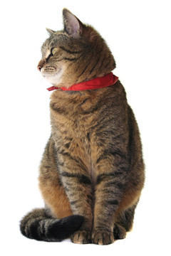katzenportrait