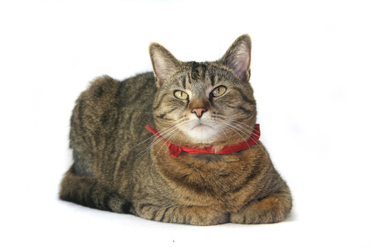 katzenportrait