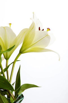 白色的百合花