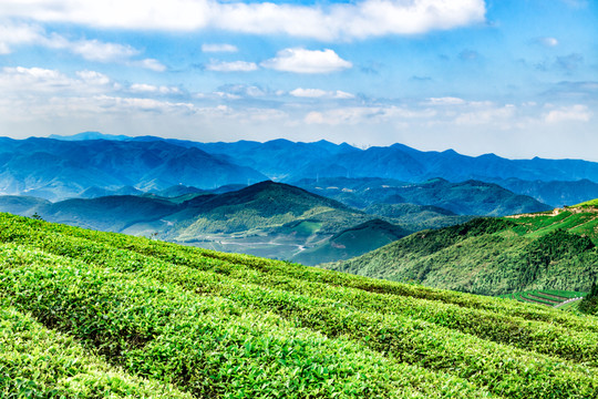 茶園風(fēng)光