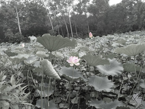 荷花