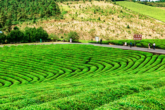 茶山茶園茶樹(shù)