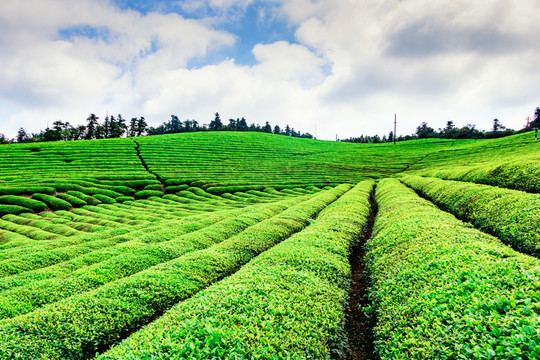 茶山茶園 茶場(chǎng)茶樹