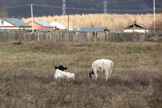 奶牛