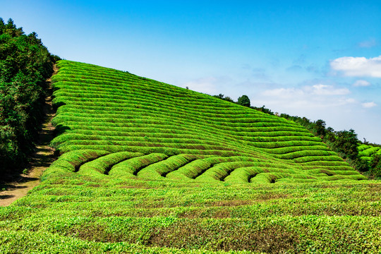 茶山茶園