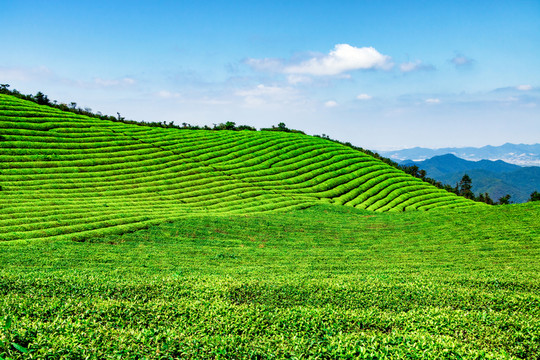 綠茶 茶葉