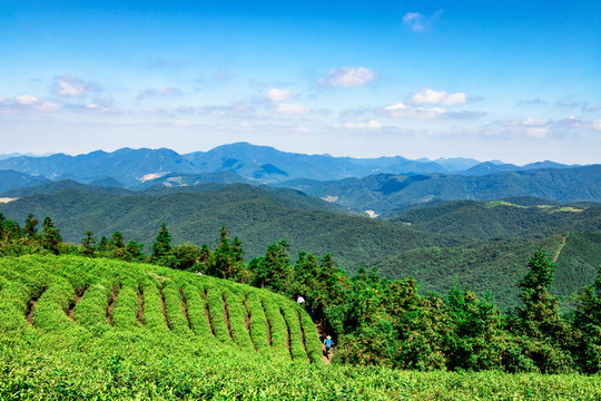 茶山遠(yuǎn)望