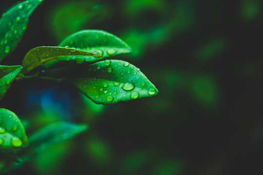 葉子水珠背景