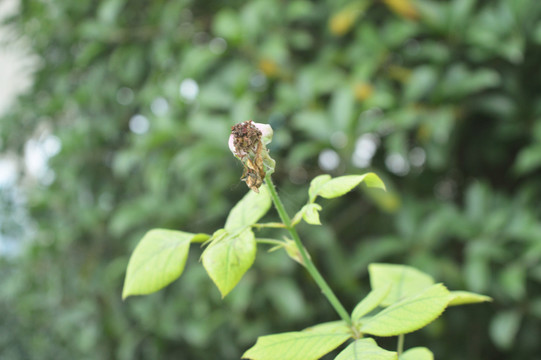 月季花果實