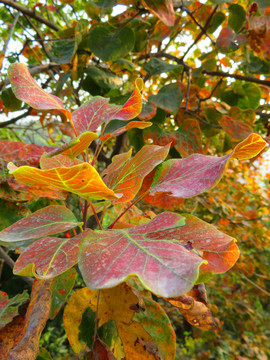 香山紅葉