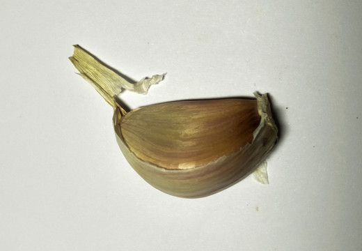 蒜頭 高清實拍