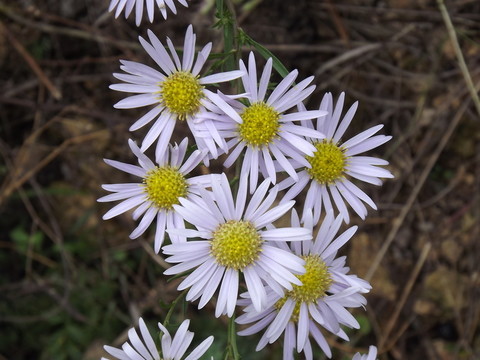 野菊花