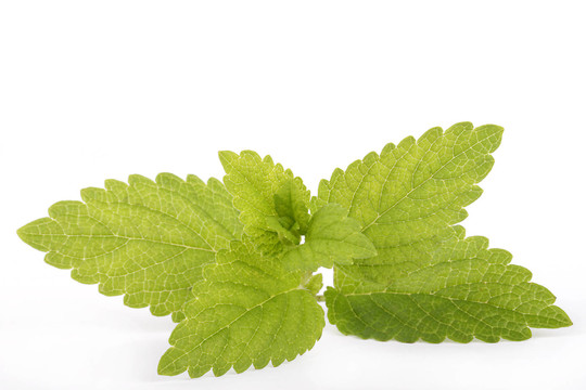薄荷