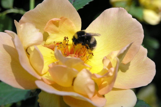 bumblebee on flower