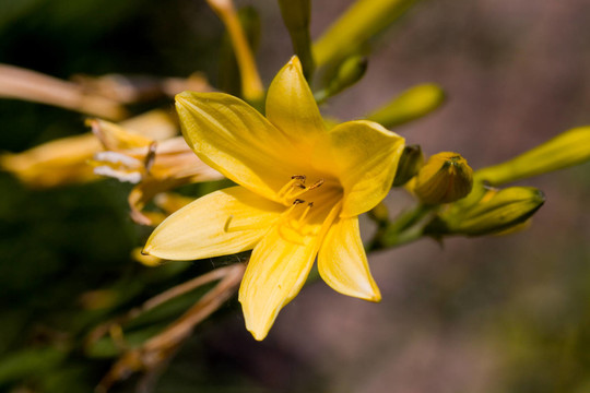 sumpfdotterblume，宏