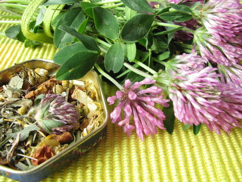 紅車軸草茶