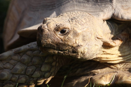 spornschildkrte