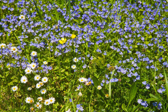 blumenwiese