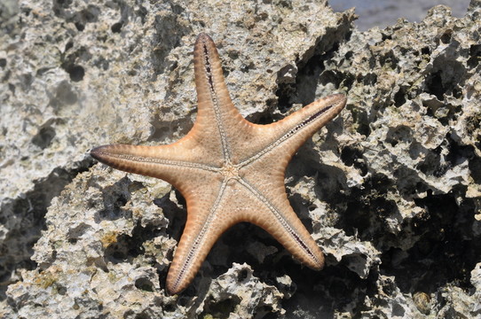 海星