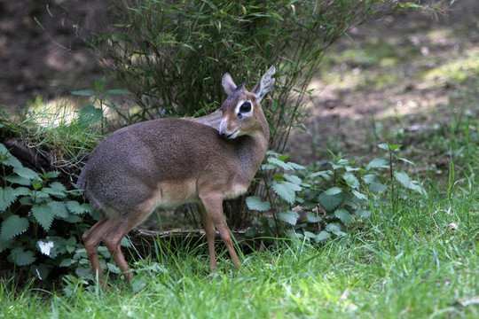 柯克Dik