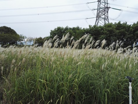 蘆花