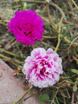 太陽花