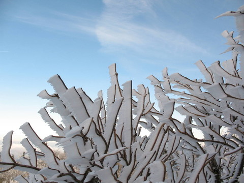 樹枝上的水平降雪
