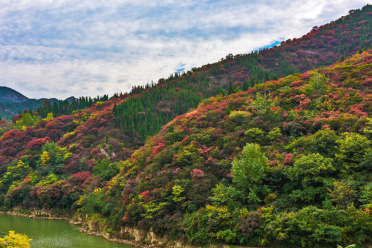 山谷紅葉