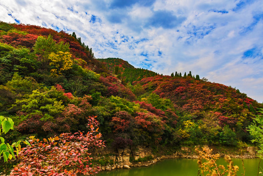 山中紅葉