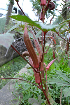 秋葵 菜籃子 田園