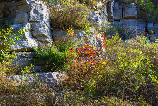 山中紅葉