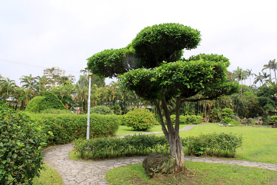 公園樹(shù)木造型 園林綠化