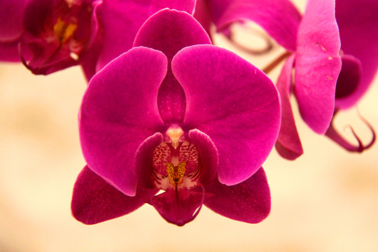 蝴蝶蘭 蘭花