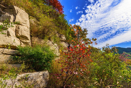 山中紅葉