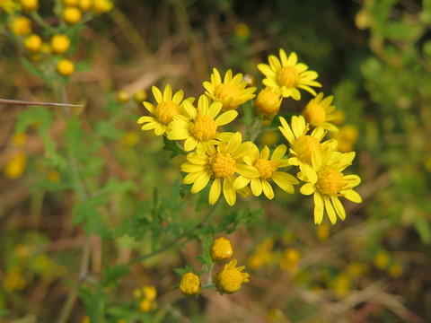 野菊花