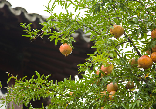 石榴樹