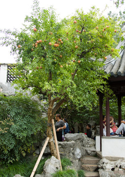 一顆石榴樹(shù)