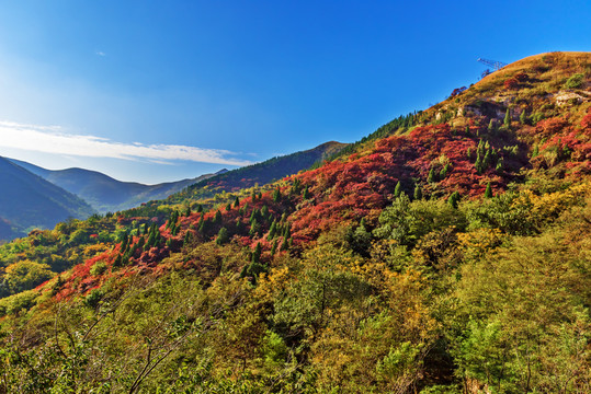 山中紅葉