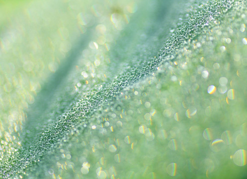 露珠露水水珠