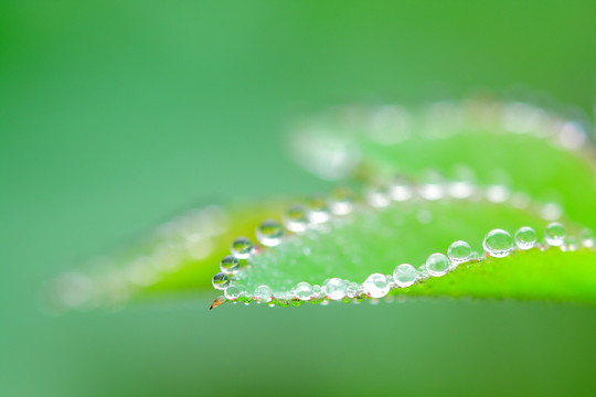 清晨露珠水珠